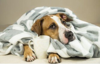 dog cuddled up in a blanket with a mug of hot tea