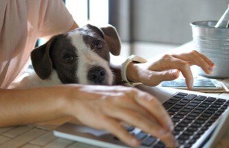 woman's hands working on her laptop at home with her dog sitting on her lap