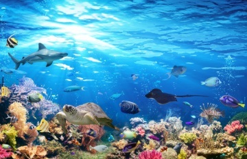 under the sea view teeming with fish of many colors and sizes swimming in an area of coral