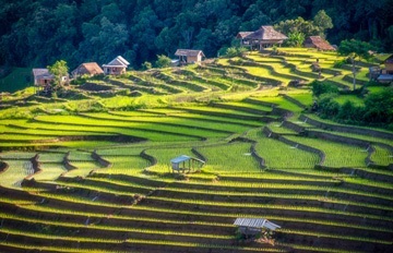 beautiful green terraced farming landscape dotted with smallhomes