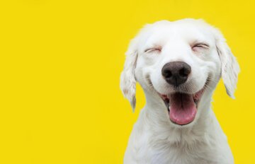 white dog smiling on a bright yellow background