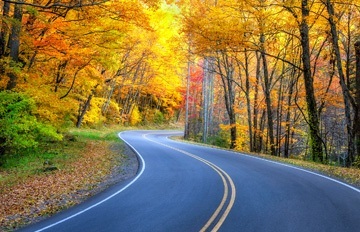 a two-lane country road in fall colors with red, orange, and bright yellow leaves and a very green bush in the left foreground