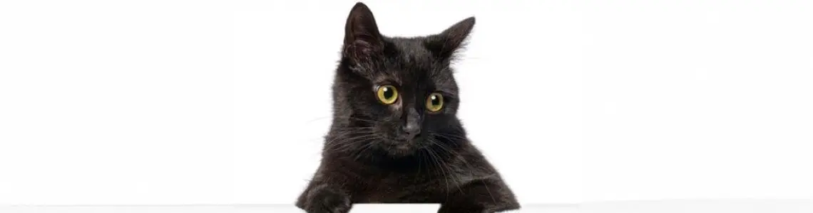 a beautiful small black cat with inquisitive eyes