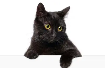 a beautiful small black cat with inquisitive eyes