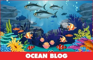 Ocean Blog